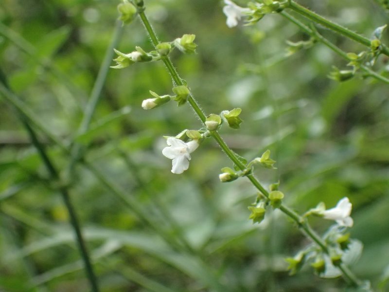 Endostemon obtusifolius, photographed by Mahomed Desai