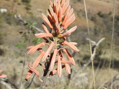 Aloe davyana, photographed by Matthew Fainman