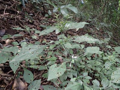 Isoglossa cooperi, photographed by Mahomed Desai
