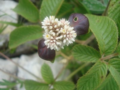Alternanthera macbridei, photographed by Manuel Roncal