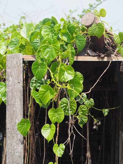 Tinospora crispa, photographed by 葉子