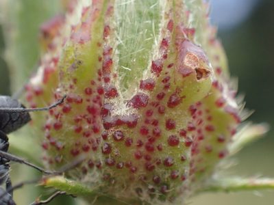 Sabdariffa cannabina, photographed by Mahomed Desai