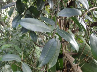 Secamone gerrardii, photographed by Mahomed Desai