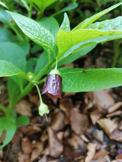 Scopolia carniolica, photographed by Ljaž
