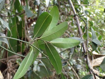 Secamone gerrardii, photographed by Mahomed Desai