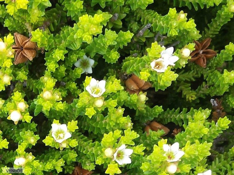 Diosma demissa, photographed by Chris Vynbos
