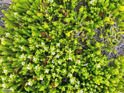 Diosma demissa, photographed by Chris Vynbos