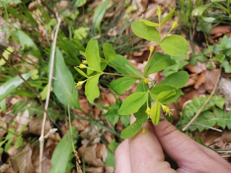 Euphorbia carniolica, photographed by Ljaž