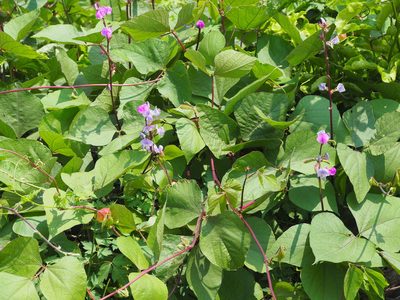 Lablab purpureus, photographed by 葉子
