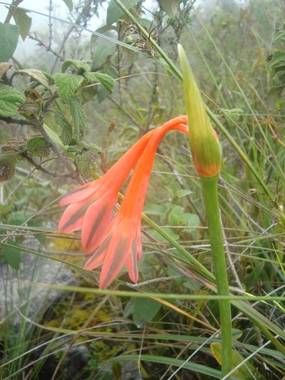 Clinanthus incarnatus, photographed by Manuel Roncal