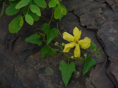 Momordica dioica, photographed by Dinesh Valke