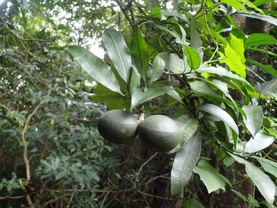 Tabernaemontana ventricosa, photographed by Mahomed Desai