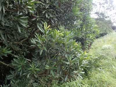 Protorhus longifolia, photographed by Mahomed Desai