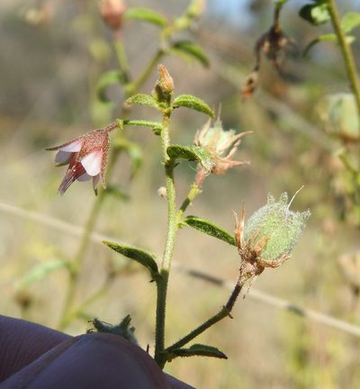 Hermannia boraginiflora, photographed by Matthew Fainman