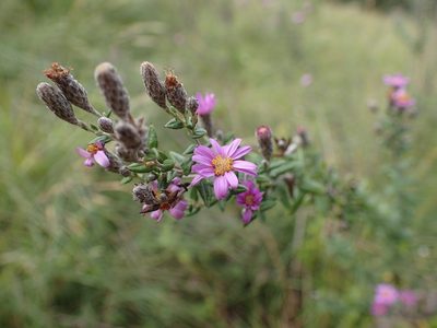 Athrixia phylicoides, photographed by Mahomed Desai