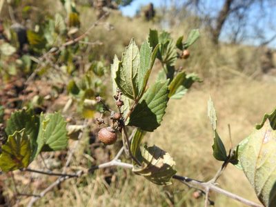 Rhoicissus tridentata, photographed by Matthew Fainman