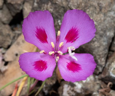 Clarkia amoena, photographed by Don Loarie