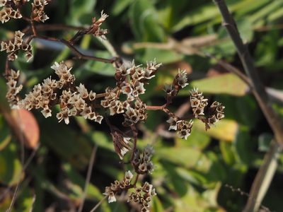 Limonium sinense, photographed by 葉子