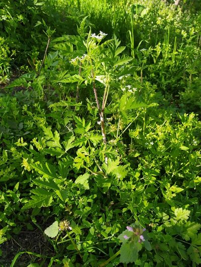 Chaerophyllum nodosum, photographed by Анна Кириченко