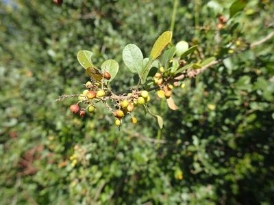 Searsia pentheri, photographed by Mahomed Desai