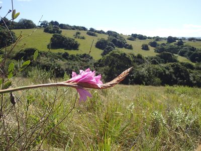 Watsonia densiflora, photographed by Mahomed Desai