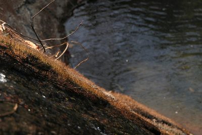 Dalzellia ceylanica, photographed by Dinesh Valke