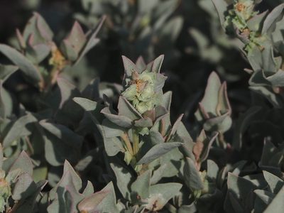 Atriplex maximowicziana, photographed by 葉子