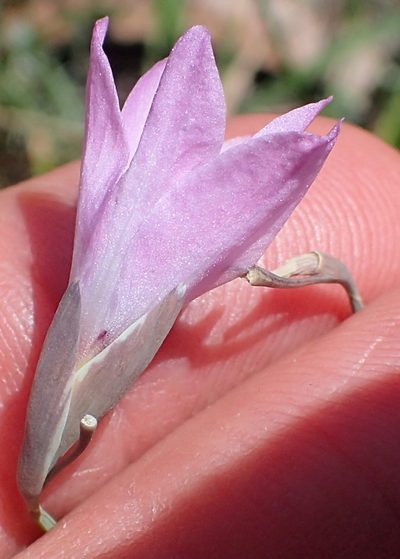 Gladiolus parvulus, photographed by Peter Warren
