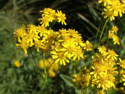Senecio serratuloides, photographed by Mahomed Desai