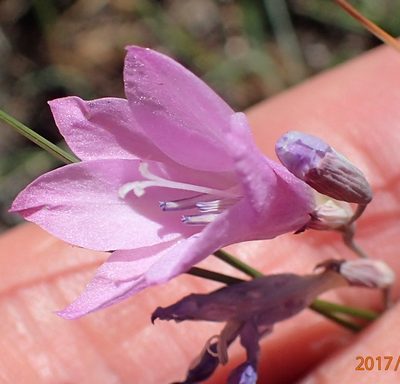 Gladiolus parvulus, photographed by Peter Warren