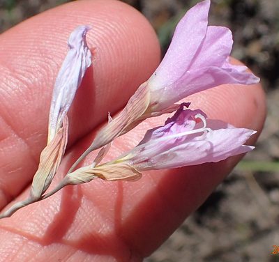 Gladiolus parvulus, photographed by Peter Warren