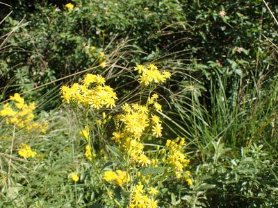 Senecio serratuloides, photographed by Mahomed Desai