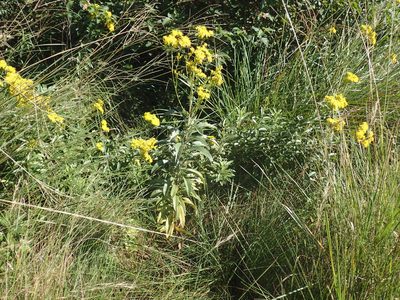 Senecio serratuloides, photographed by Mahomed Desai
