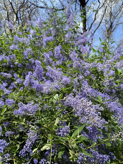 Ceanothus parryi, photographed by bookfinch