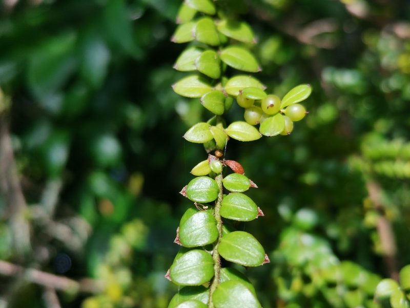 Lepidoceras chilense, photographed by Inao Vasquez