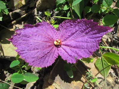 Dalechampia aristolochiifolia, photographed by Manuel Roncal