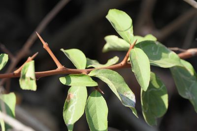Gymnosporia puberula, photographed by Dinesh Valke