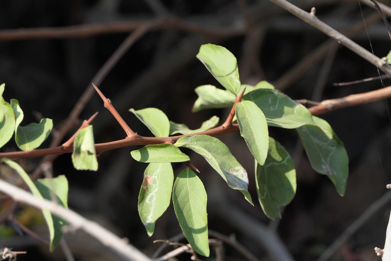 Gymnosporia puberula, photographed by Dinesh Valke