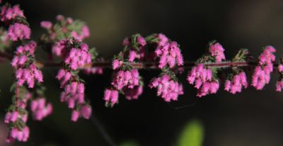 Erica parviflora, photographed by Tony Rebelo