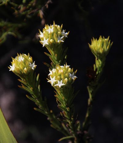 Thesium capitatum, photographed by Tony Rebelo
