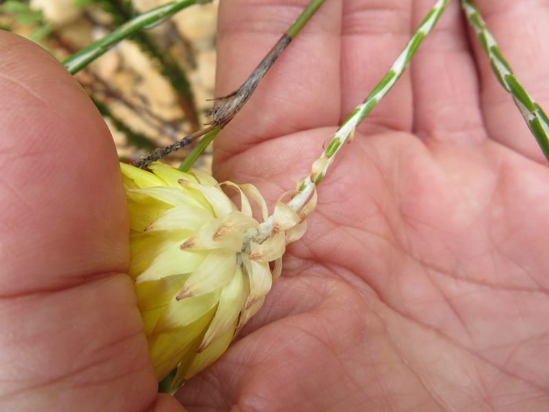 Edmondia fasciculata, photographed by linkie