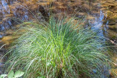 Carex nudata, photographed by Don Loarie