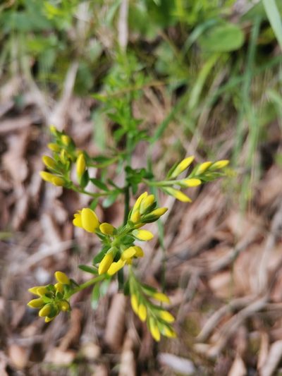 Genista januensis, photographed by Ljaž