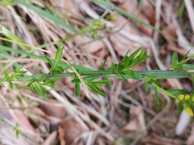 Genista januensis, photographed by Ljaž