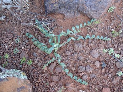 Moraea pritzeliana, photographed by Peter Warren