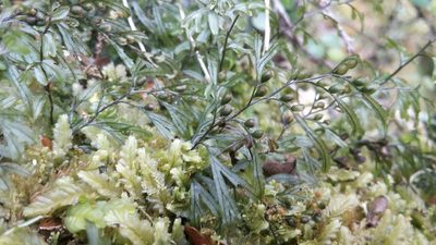 Hymenophyllum peltatum, photographed by naturewatchwidow