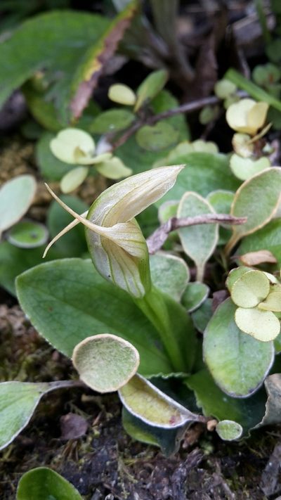 Pterostylis venosa, photographed by naturewatchwidow