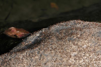 Dalzellia ceylanica, photographed by Dinesh Valke