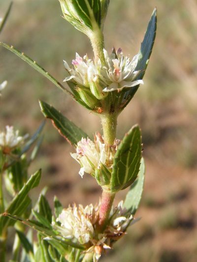 Bergia decumbens, photographed by Andrew Deacon