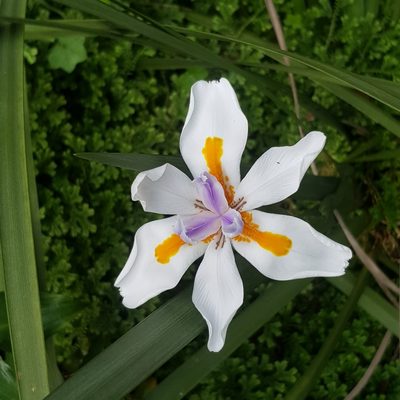 Dietes grandiflora, photographed by Margaret Burger